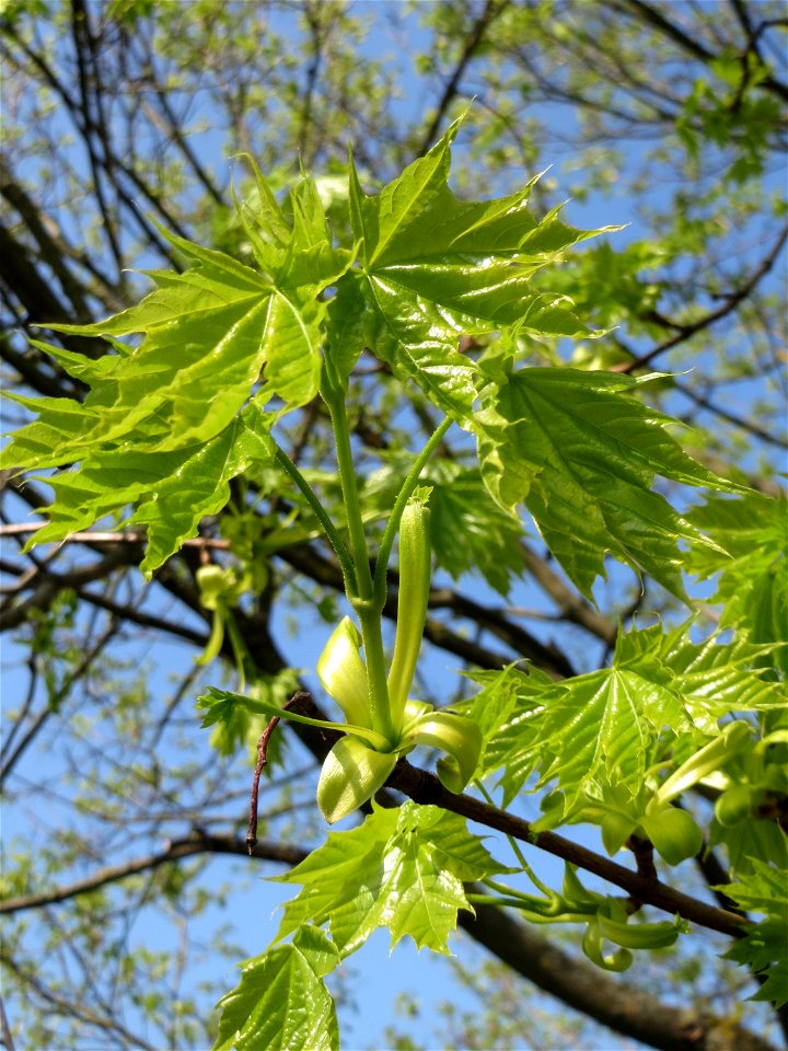 Junge Blätter vom Spitzahorn (Acer platanoides) auf einem Grünstreifen zwischen Eisenbahnstraße und Am Damm in Hockenheim