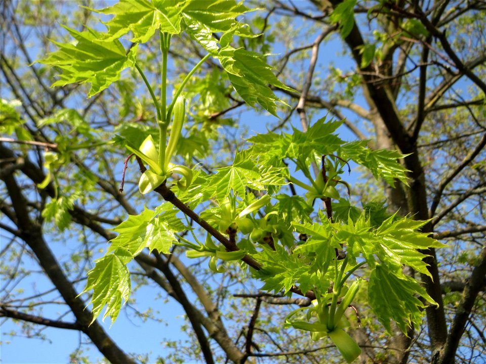 Junge Blätter vom Spitzahorn (Acer platanoides) auf einem Grünstreifen zwischen Eisenbahnstraße und Am Damm in Hockenheim