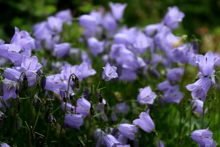 Bloom blue tender