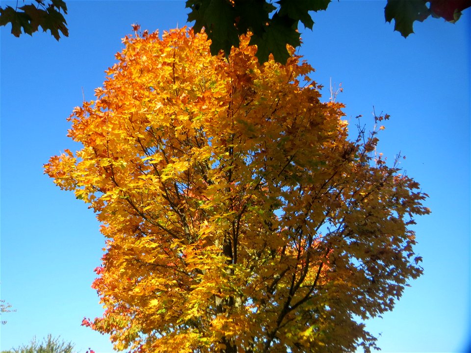Spitzahorn (Acer platanoides) an einem Randstreifen der B36 bei Hockenheim