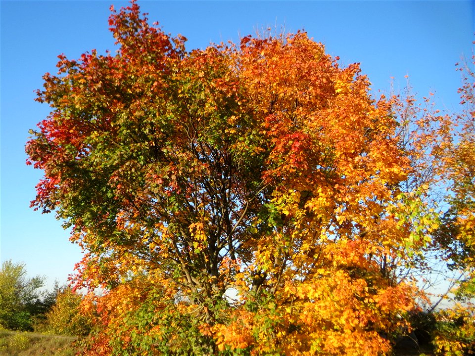 Spitzahorn (Acer platanoides) bei Reilingen photo