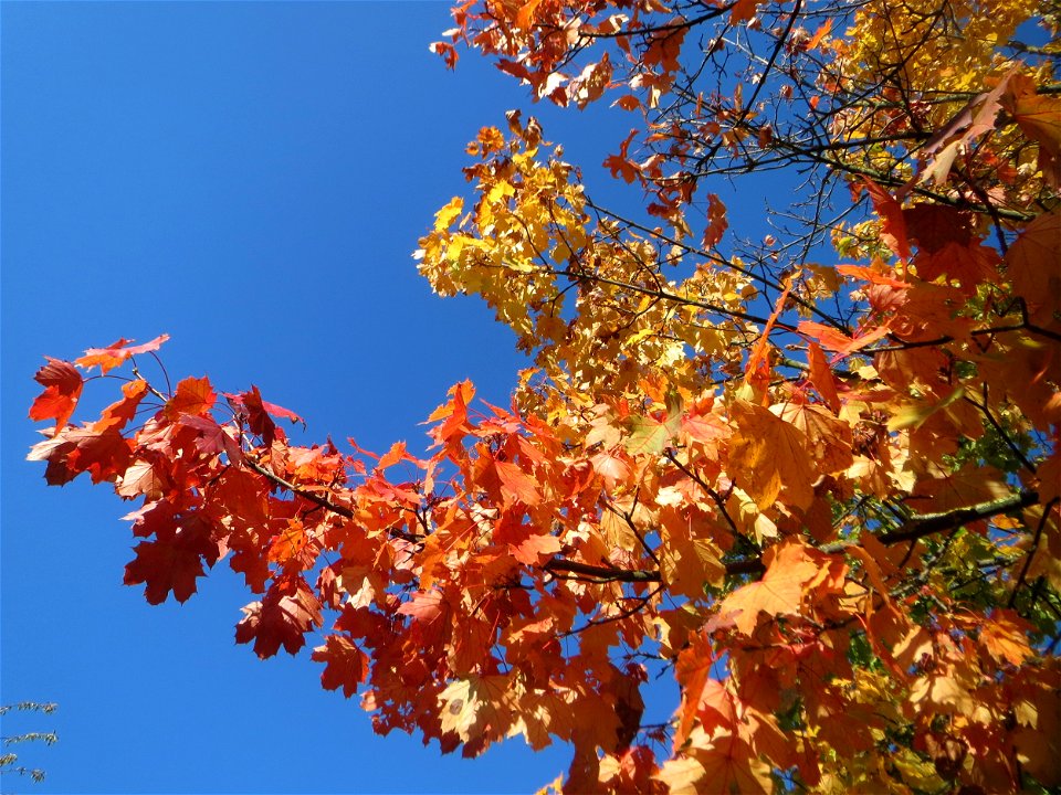 Spitzahorn (Acer platanoides) an einem Randstreifen der B36 bei Hockenheim