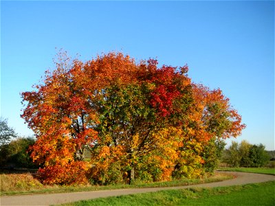 Spitzahorn (Acer platanoides) bei Reilingen photo