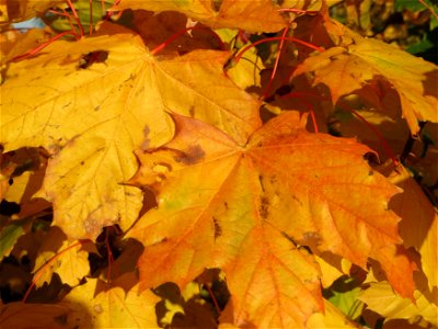 Spitzahorn (Acer platanoides) bei Reilingen photo