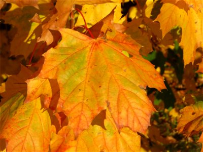 Spitzahorn (Acer platanoides) bei Reilingen photo