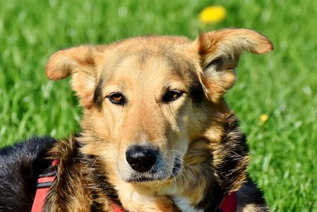 Snout animal pet photo