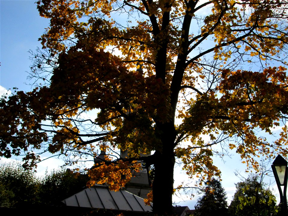 Spitzahorn (Acer platanoides) vor der Pestalozzi-Schule in Hockenheim
