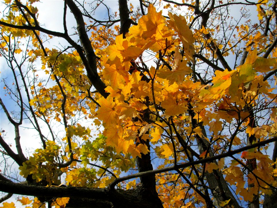 Spitzahorn (Acer platanoides) vor der Pestalozzi-Schule in Hockenheim
