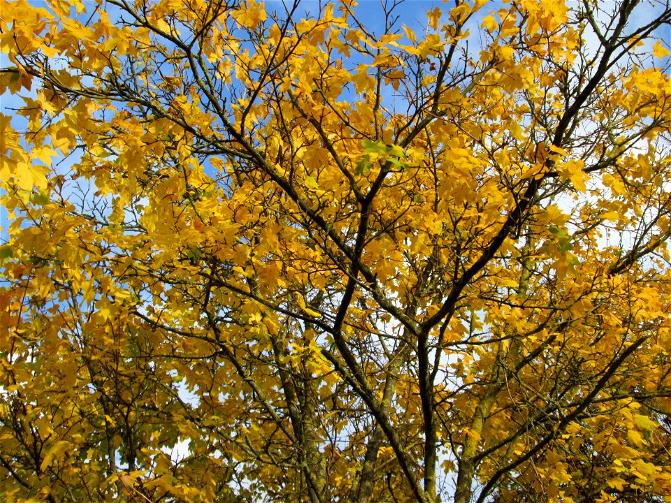 Spitzahorn (Acer platanoides) in Hockenheim