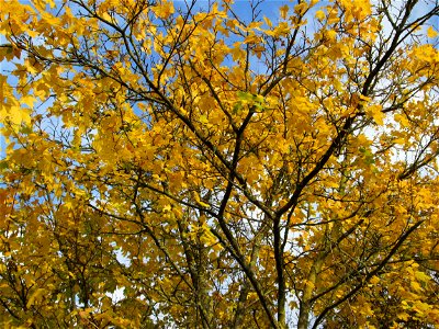 Spitzahorn (Acer platanoides) in Hockenheim