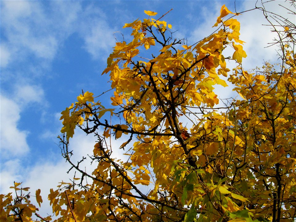 Spitzahorn (Acer platanoides) in Hockenheim