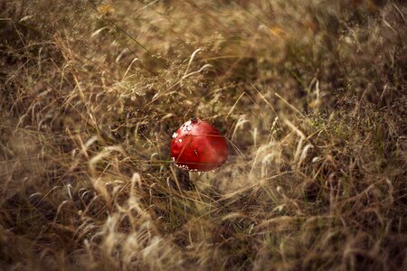Autumn mushrooms red