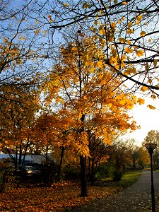 Spitzahorn (Acer platanoides) im Gartenschaupark Hockenheim photo