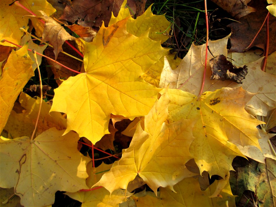 Spitzahorn (Acer platanoides) im Gartenschaupark Hockenheim