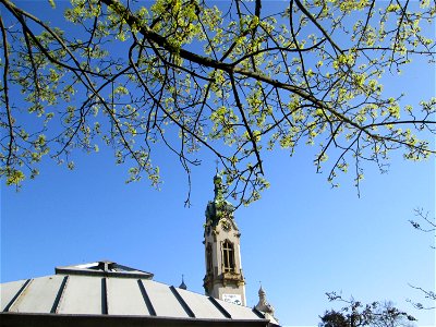 Blühendes Spitz-Ahorn (Acer platanoides) in Hockenheim photo
