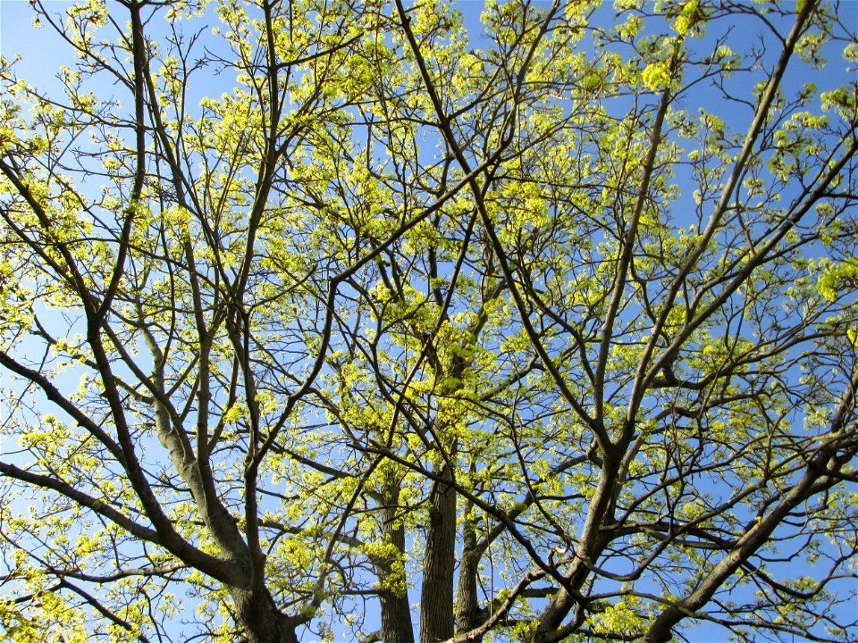 Blühendes Spitz-Ahorn (Acer platanoides) in Hockenheim