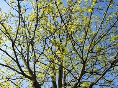 Blühendes Spitz-Ahorn (Acer platanoides) in Hockenheim