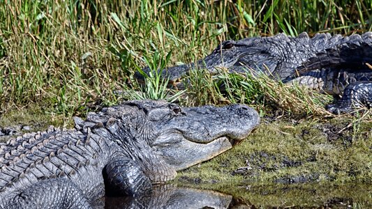 Alligator reptile nature photo