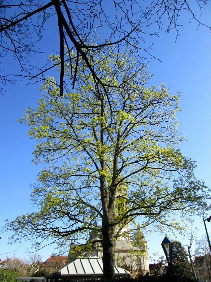 Blühendes Spitz-Ahorn (Acer platanoides) in Hockenheim