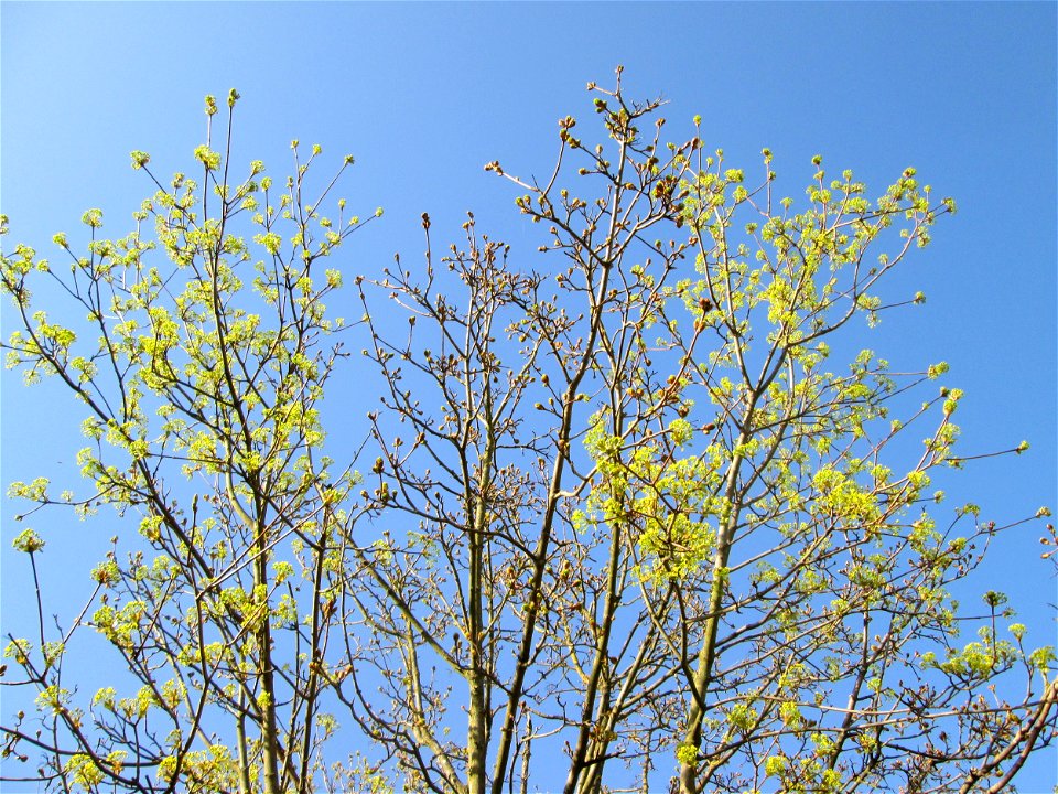 Blühendes Spitz-Ahorn (Acer platanoides) in Hockenheim