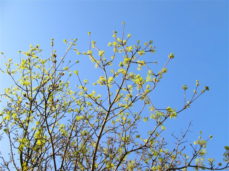 Blühendes Spitz-Ahorn (Acer platanoides) in Hockenheim