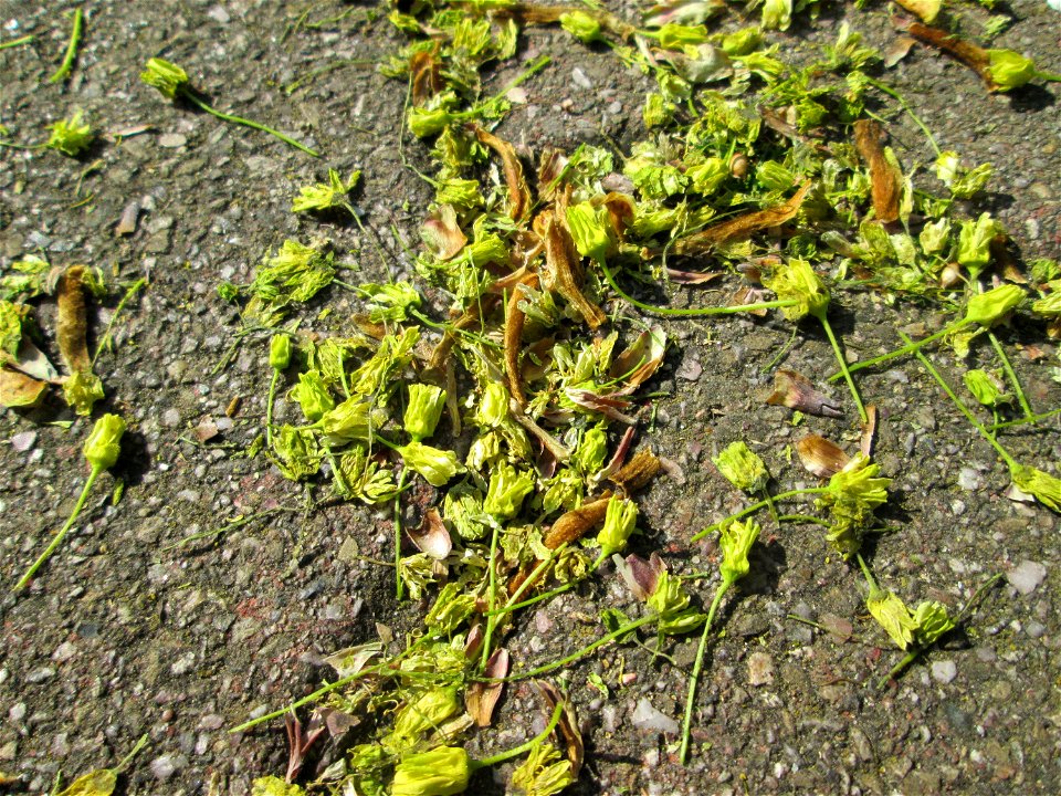 Herabgefallene Blüten vom Spitzahorn (Acer platanoides) im Gartenschaupark Hockenheim
