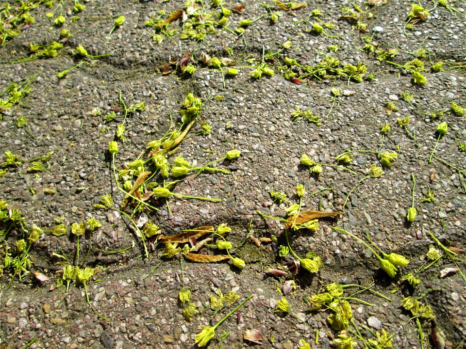 Herabgefallene Blüten vom Spitzahorn (Acer platanoides) im Gartenschaupark Hockenheim
