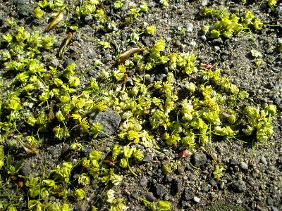 Herabgefallene Blüten vom Spitzahorn (Acer platanoides) in Hockenheim photo