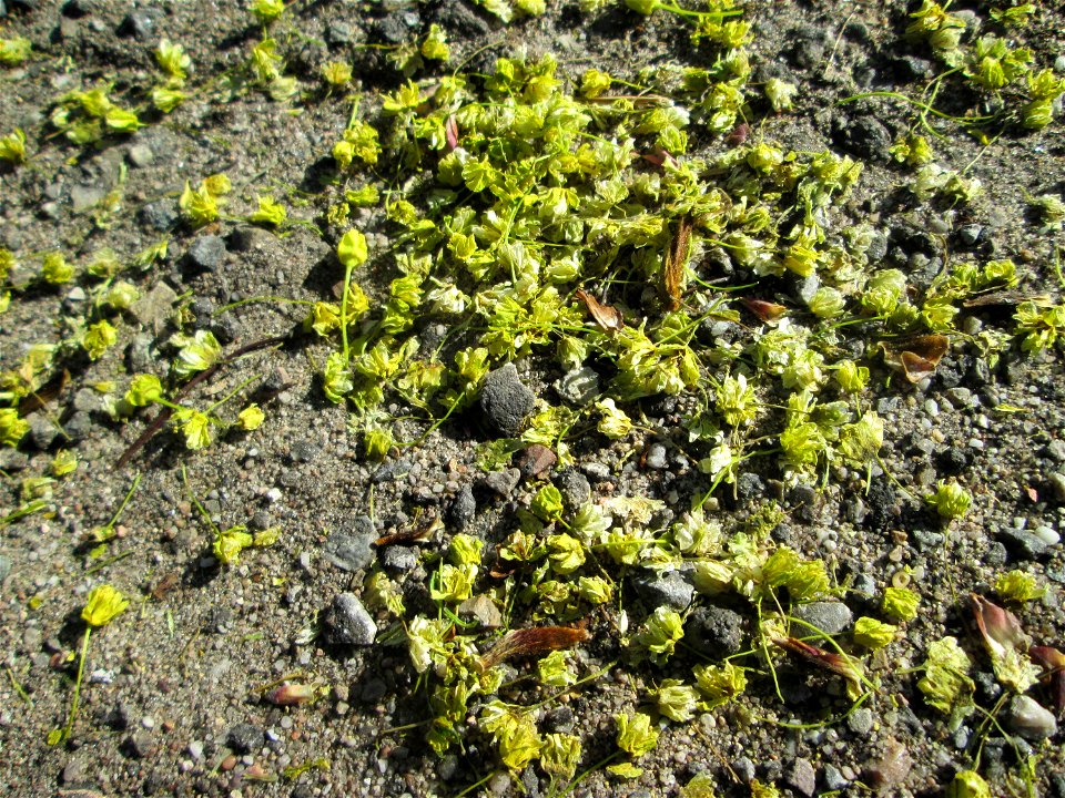 Herabgefallene Blüten vom Spitzahorn (Acer platanoides) in Hockenheim