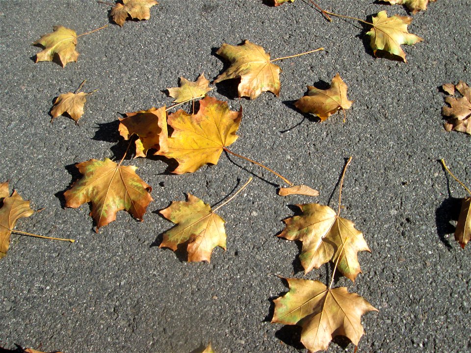 Herbstlaub vom Spitzahorn (Acer platanoides) in Hockenheim