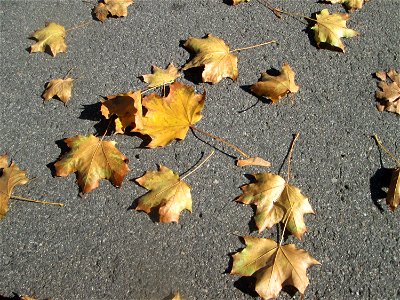 Herbstlaub vom Spitzahorn (Acer platanoides) in Hockenheim
