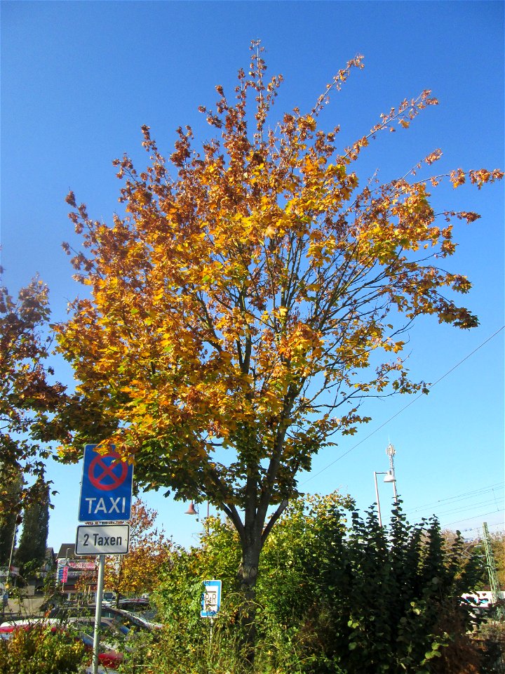 Spitzahorn (Acer platanoides) in Landstuhl