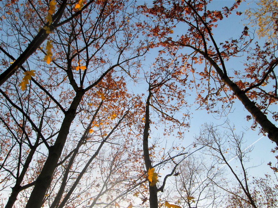 Spitzahorn (Acer platanoides) in Hockenheim