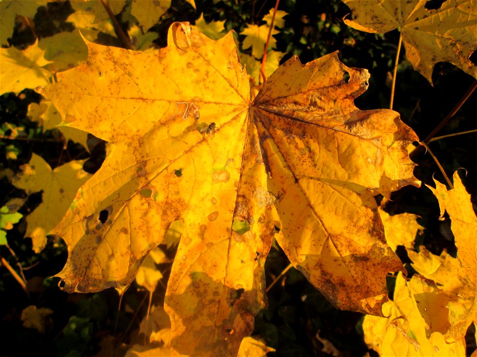 Spitzahorn (Acer platanoides) in Hockenheim