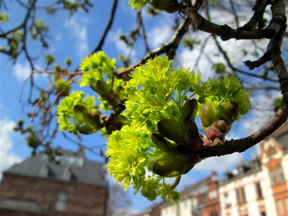 Blühendes Spitzahorn (Acer platanoides) in Saarbrücken