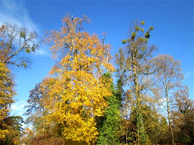 Spitzahorn (Acer platanoides) in den nördlichen Angloises im Schlossgarten Schwetzingen photo