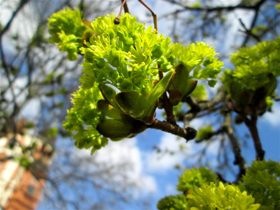 Blühendes Spitzahorn (Acer platanoides) in Saarbrücken
