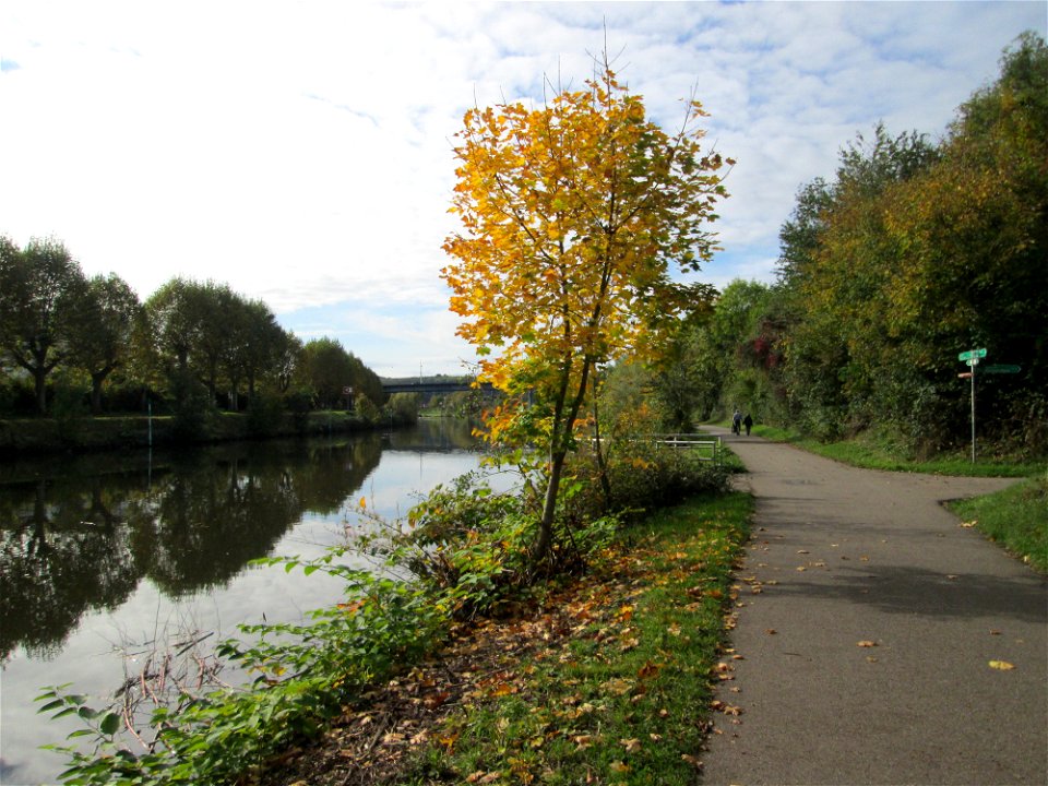 Spitzahorn (Acer platanoides) an der Saar in Malstatt