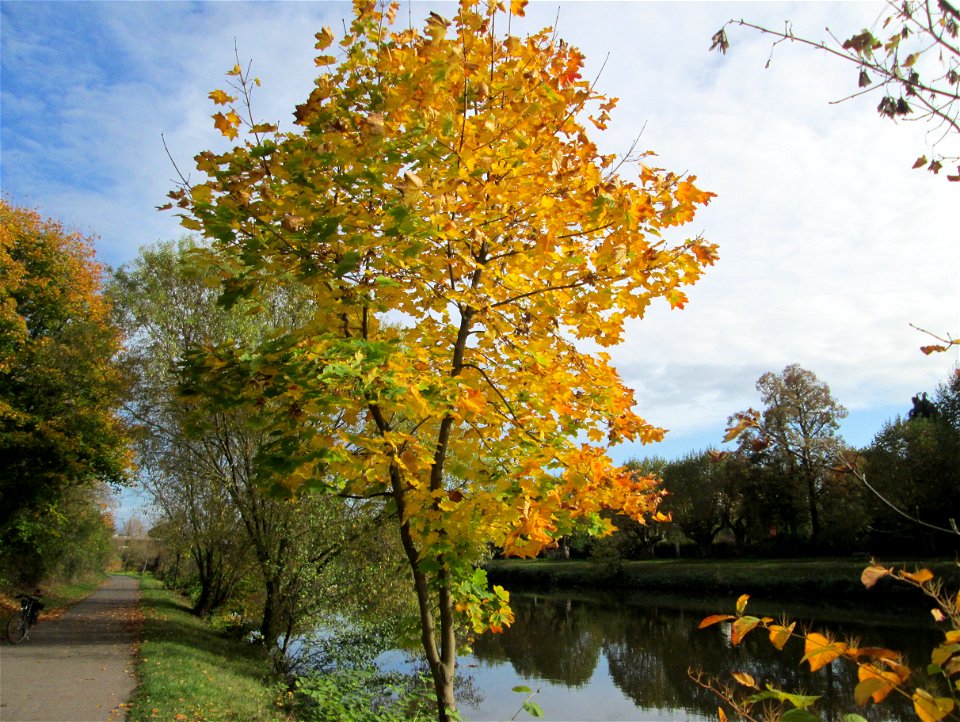 Spitzahorn (Acer platanoides) an der Saar in Malstatt