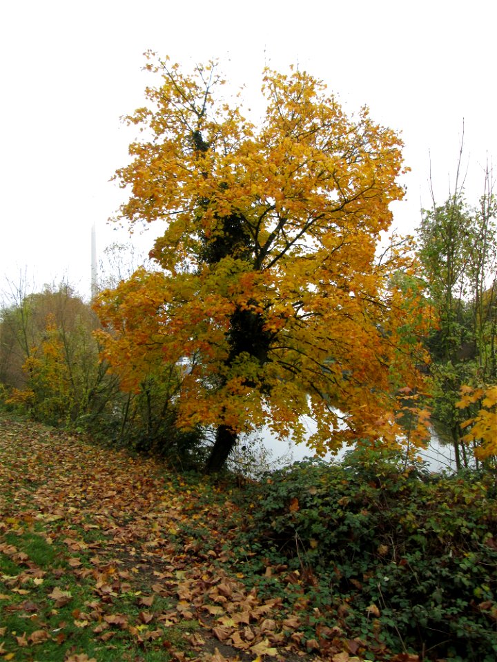 Spitzahorn (Acer platanoides) an der Saar in Saarbrücken