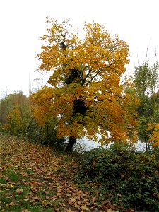 Spitzahorn (Acer platanoides) an der Saar in Saarbrücken photo