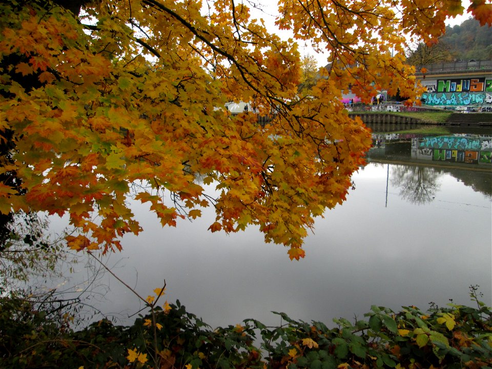 Spitzahorn (Acer platanoides) an der Saar in Saarbrücken