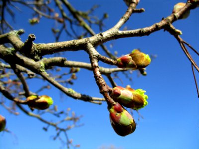 Aufblühendes Spitzahorn (Acer platanoides) an einem Parkplatz in Güdingen