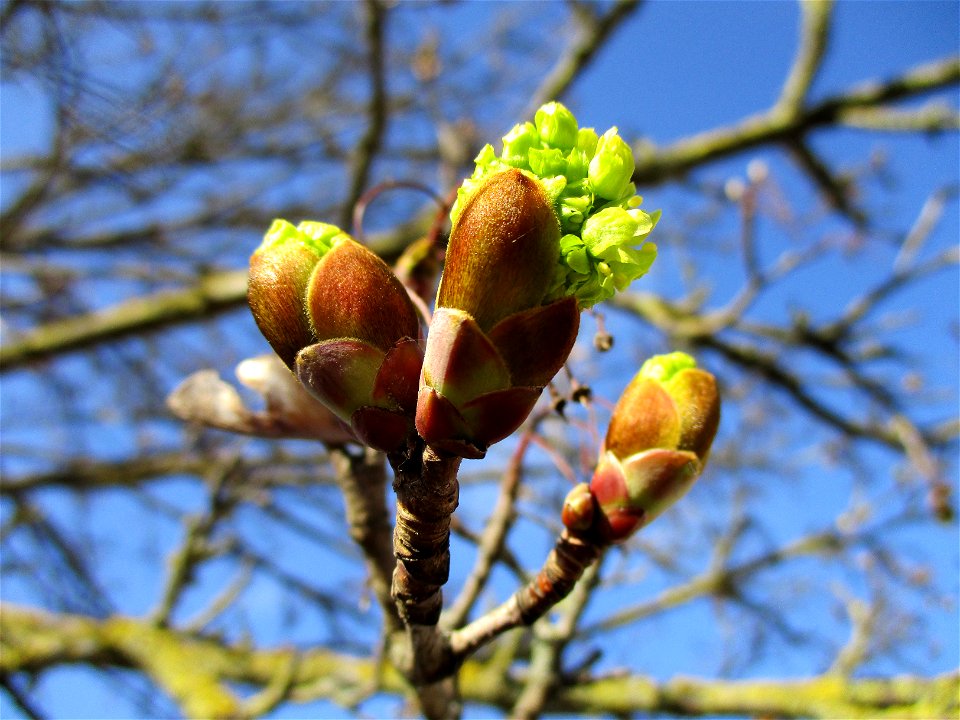 Aufblühendes Spitzahorn (Acer platanoides) an einem Parkplatz in Güdingen