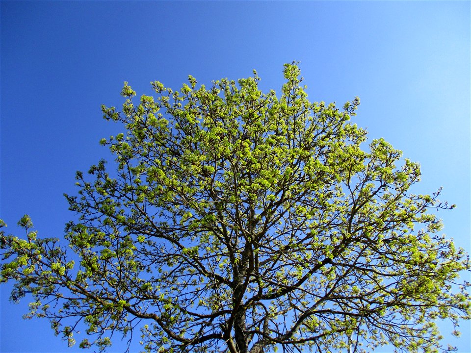 Blühendes Spitzahorn (Acer platanoides) in Brebach