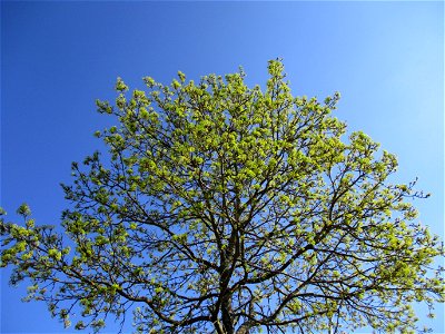 Blühendes Spitzahorn (Acer platanoides) in Brebach