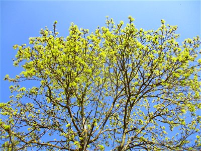 Blühendes Spitzahorn (Acer platanoides) in Brebach