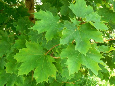 Leaves of a Norway Maple Acer platanoides photo