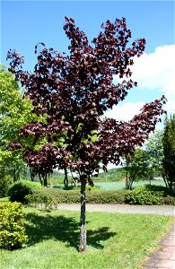 Acer platanoides Spitzahorn (Zuchtform, evtl. 'Crimson King' oder 'Deborah'). photo