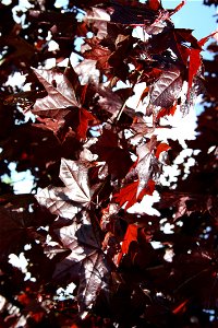 Acer platanoides

 Spitzahorn (Zuchtform, evtl. 'Crimson King' oder 'Deborah').